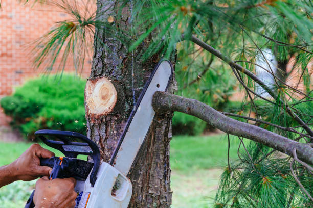 How Our Tree Care Process Works  in  Hutchins, TX